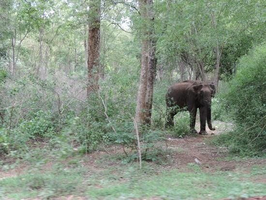 Satyamangalam Tiger Reserve
